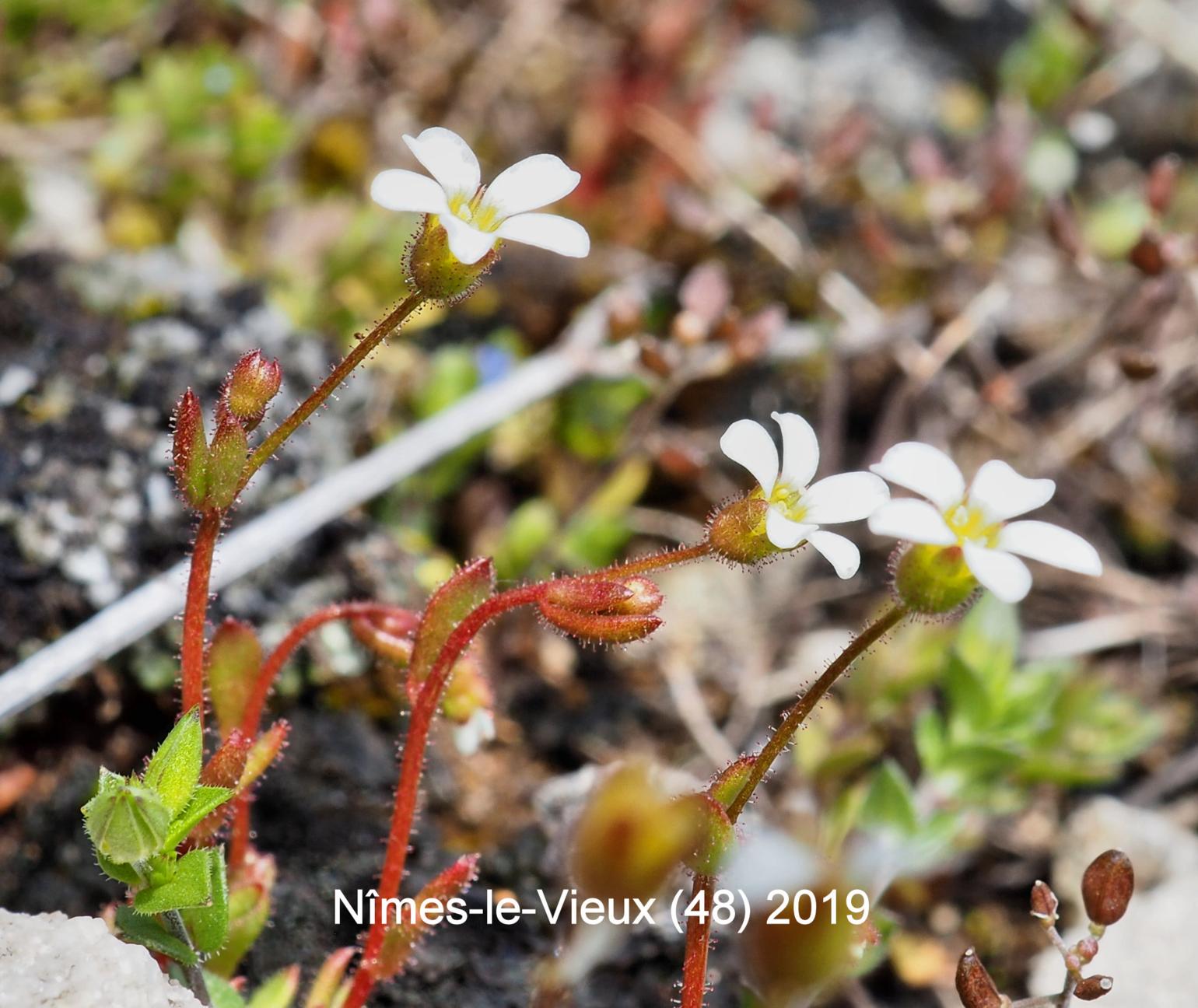 Saxifrage, Rue-leaved